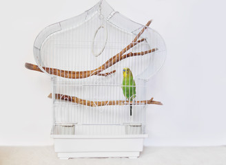 White cage with a bird on a white background. Wavy parrot in a cage.