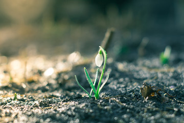 The first flowers of spring snowdrops in the evening forest