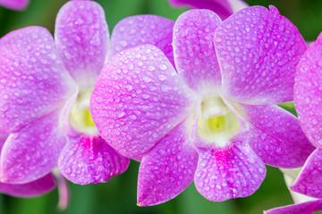 Naklejka na ściany i meble Beautiful purple orchids, Dendrobium.