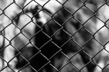 Fototapeta premium Black and white photo with ape behind the cage. Stop cruelness apes!