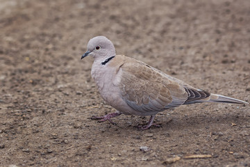 Wild Eurasian collared dove bird Streptopelia decaocto walking along the park in Burgas, Bulgaria