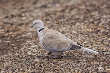 Wild Eurasian collared dove bird Streptopelia decaocto walking along the park in Burgas, Bulgaria