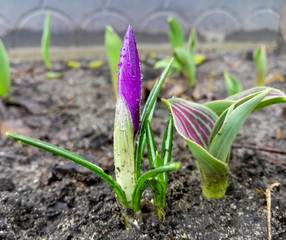 Beautiful spring purple crocuse