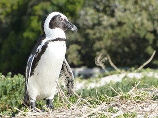African Penguins at Boulders Beach