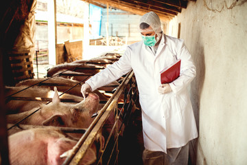 Disease at pig farm, veterinarian checking each pig.