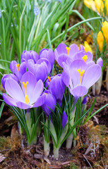 Violet crocuses, spring flowers in the garden.