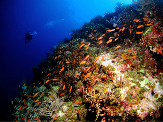 Fototapeta na wymiar 沖縄の珊瑚礁