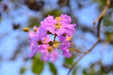Purple flower and green leaves in the garden