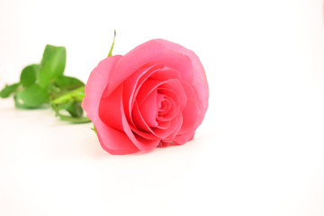 A single pink rose on the white background