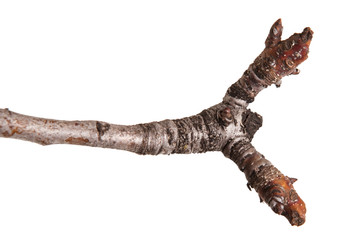Dry branches of a pear tree isolated on a white background