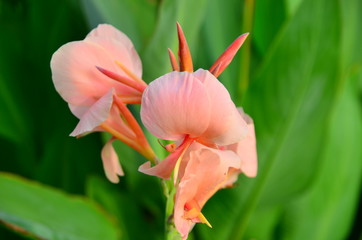 Pink flowers and green leaves background on the tree