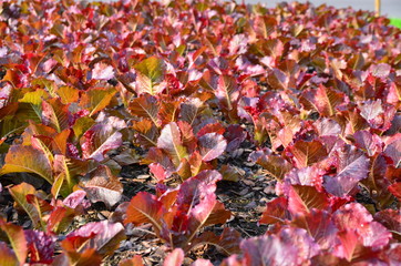 Red vegetable on soil in the garden