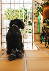 dog waiting for his friend
