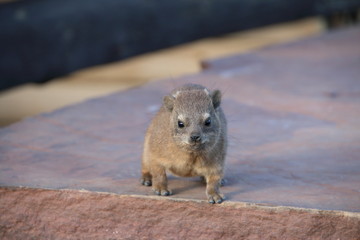 Namibia Quiver tree forest cape hyrax looking