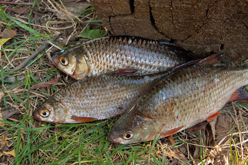 Several common roach fish on green grass. Catching freshwater fish on natural background.