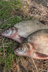 Several common bream fish on green grass. Catching freshwater fish on natural background.