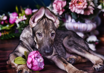 Cute puppy lying on the floor with flowers