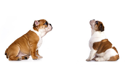 English bulldog puppy is looking up