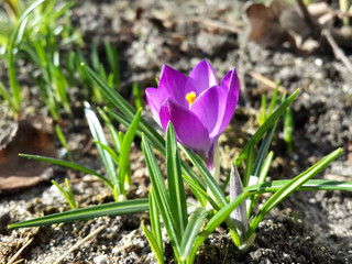 Beautiful spring purple crocuse