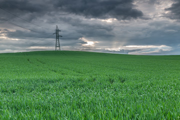 Fototapeta na wymiar Green field of wheat