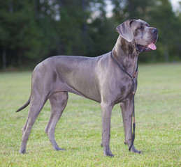 Great Dane purebred that is gray in color standing on a grassy field