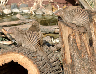 Banded mongoose (Mungos mungo). Flock