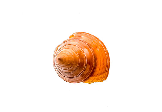 European Painted Topshell - Calliostoma zizyphinum sea snail slug shell