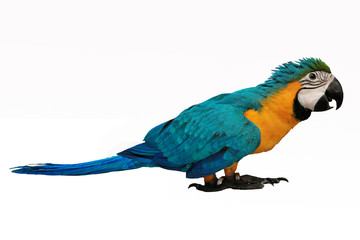 4 Months Blue and Yellow Macaw lovely bright children's emotions.
