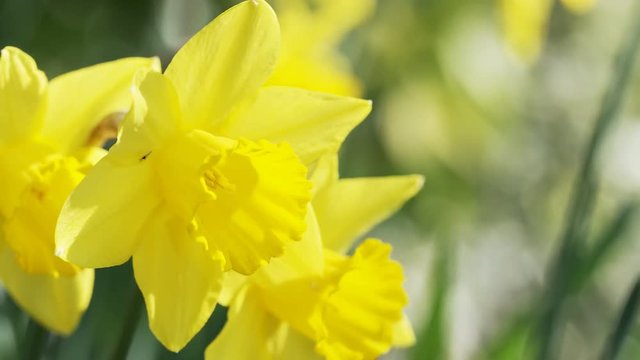 4K Close up of daffodil in sunlight