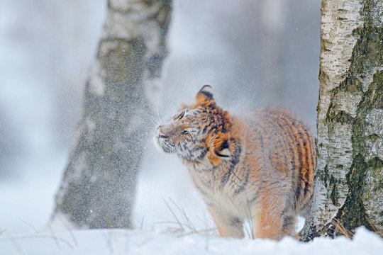Tiger in wild winter nature.  Amur tiger running in the snow. Action wildlife scene, danger animal. Cold winter, tajga, Russia. Snowflake with beautiful Siberian tiger.