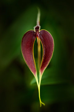 Fototapeta Wild orchid Bulbophyllum maxillare, Malayasia, Sumatra, Java. Orange flower, nature habitat. Beautiful orchid bloom, close-up detail. Wild flower from South America. Nature holiday in tropic forest