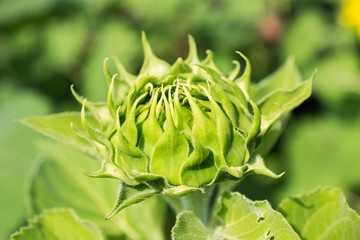 Yellow sunflower bud before blooming.