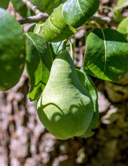 Green pear hang on the tree. Fresh fruit in the garden.
