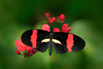 Butterfly Heliconius melpomene, in nature habitat. Nice insect from Costa Rica in the green forest. Butterfly sitting on the leave from Panama. Butterfly with ping flower.