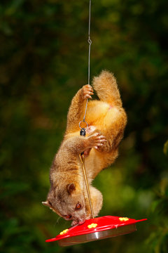 Mammal sucking sugar water from red feeder. Kinkajou, Potos flavus, tropic animal in the nature forest habitat. Mammal in Costa Rica. Widlife scene from nautre. Wild Kinkajou on the tree.
