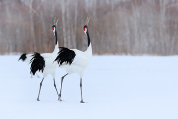 Dancing pair of Red-crowned crane with open wing in flight, with snow storm, Hokkaido, Japan. Bird in fly, winter scene with snow. Snow dance in nature. Wildlife scene from snowy nature. Snowy winter. © ondrejprosicky