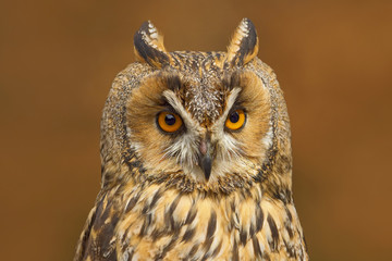 Detail portrait of owl. Long-eared Owl sitting on the branch in the fallen larch forest during...