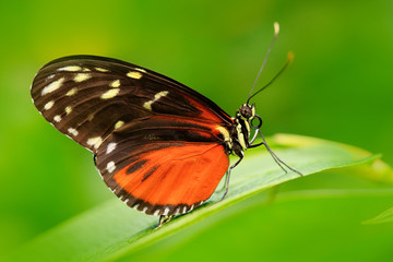 Fototapeta na wymiar Nice insect from Costa Rica in the green forest. Butterfly sitting on the leave from Panama. Butterfly with ping flower. Wildlife in the forest. Butterfly Heliconius Hacale zuleikas, in nature habitat