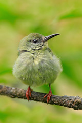 Young bird in nature habitat. Lost lonely fledgling sitting on branch. Red-legged Honeycreeper, Cyanerpes cyaneus, exotic tropic blue bird with red leg from Costa Rica. Tinny songbird in the habitat.