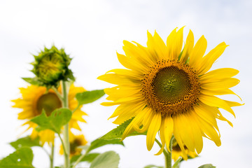 Obraz premium Yellow sunflower fully blooming, rising like the sun with the sky.