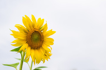 Yellow sunflower fully blooming, rising like the sun with the sky.