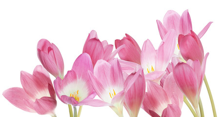Fototapeta premium group of pink crocus flowers isolated on white