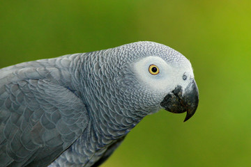 Detail portrait of beautiful grey parrot. African Grey Parrot, Psittacus erithacus, sitting on the...