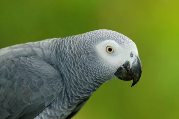 Papier Peint photo Perroquet Portrait de détail du beau perroquet gris. Perroquet gris d& 39 Afrique, Psittacus erithacus, assis sur la branche, l& 39 Afrique. Oiseau de la forêt tropicale verte du Gabon. Portrait en gros plan d& 39 un oiseau rare du Congo.