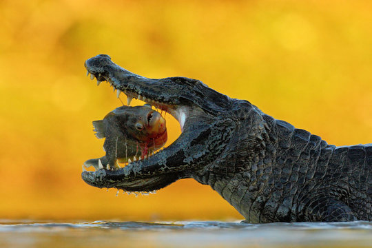 Crocodile with open muzzle. Yacare Caiman, crocodile with fish in with  evening sun, Pantanal, Brazil. Wildlife scene from nature. Animal behaviour  in river habitat, South America. Mouth with piranha. Stock Photo |