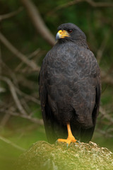 Great Black-Hawk, Buteogallus urubitinga, detail portrait of wild bird from Belize. Birdwatching of South America. Wildlife scene from nature. Yellow bill bird in the forest. Close-up portrait, eagle.