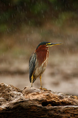 Heron sitting on the branch with river. Green-backed Green Heron, Butorides virescens, in the nature. Heron in the dark tropic forest with strong rain. Heron in the nature habitat. Animal, Costa Rica
