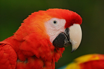 Parrot Scarlet Macaw, Ara macao, red head portrait in dark green tropical forest, Costa Rica. Wildlife scene from nature. Bird from tropic forest. Detail close-up portrait.