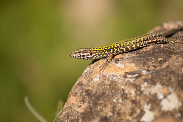 Green lacertian on the rock