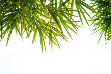 Bamboo leaves wiith sky.